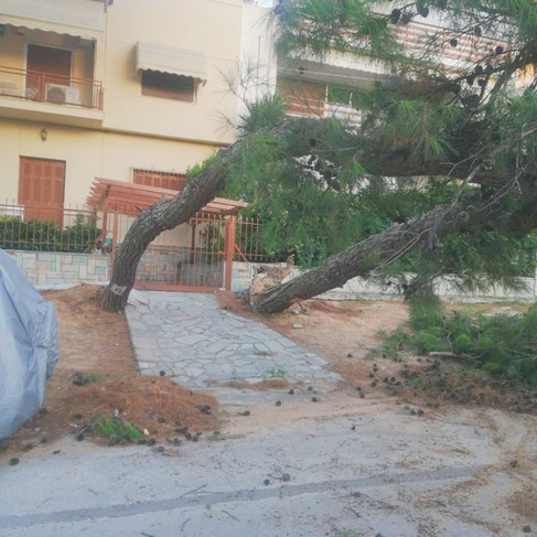 Δημότης νιώθει απειλή από δέντρο έξω από το σπίτι του