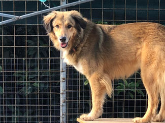 Δημόσια τοποθέτηση εθελόντριας για τη μεταφορά των αδέσποτων στο Παλαιό Φάληρο – «Το καταφύγιο δεν έκλεισε επειδή δεν συνεργαστήκαμε, αλλά επειδή μιλήσαμε»