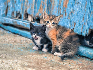 Στειρώστε αδέσποτες γάτες στο Δήμο Νέας Σμύρνης δωρεάν