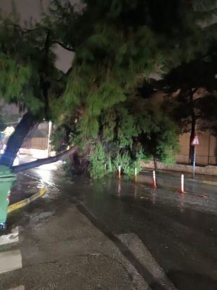 Τεράστιο δέντρο έπεσε μέσα στη μέση της Αιγαίου