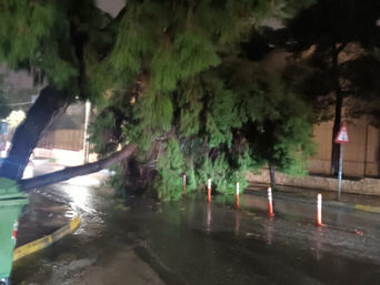 Τεράστιο δέντρο έπεσε μέσα στη μέση της Αιγαίου