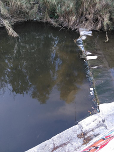 Nεκρά Χέλια από τη Ρύπανση στο Ρέμα της Πικροδάφνης