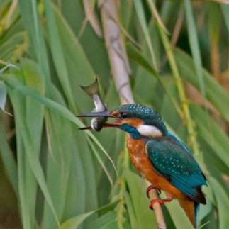 Πουλιά στο Ρέμα Πικροδάφνης