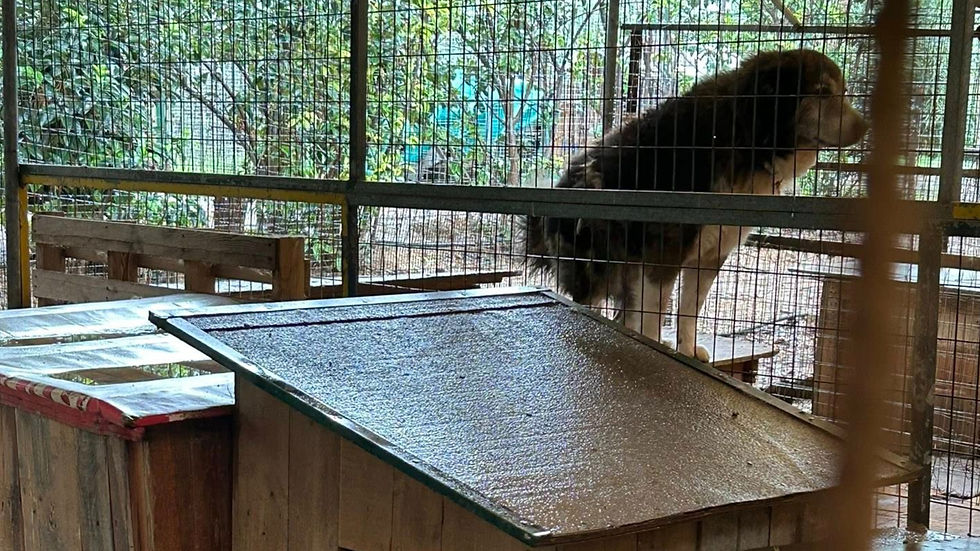 Μεταφορά αδέσποτων σκύλων – Ερωτήματα για τον «προσωρινό» χώρο φιλοξενίας