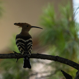 Πουλιά στο Ρέμα Πικροδάφνης