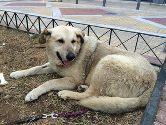 Πέθανε ο Αρκούδος, o πιο γνωστός σκύλος της Νέας Σμύρνης!