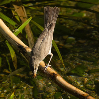 Πουλιά στο Ρέμα Πικροδάφνης