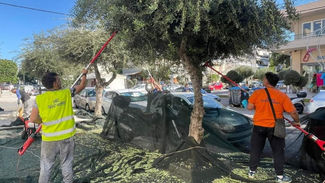 Αξιοποίηση του καρπού της ελιάς και των νεραντζιών στο Παλαιό Φάληρο