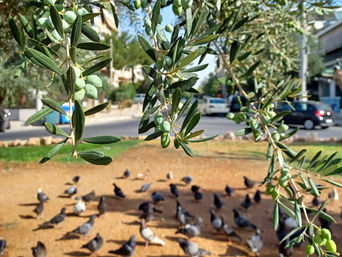 Αστικό λιομάζωμα στη Νέα Σμύρνη