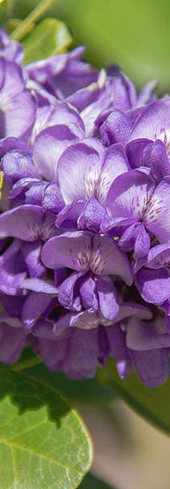 Texas Mountain Laurel Texas Blossoms