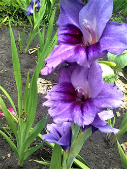 image (3)