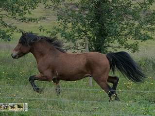 Young promising competition Stallions from Kjartansstaðir