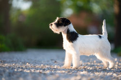 Russel Terrier DSC06530-Edit