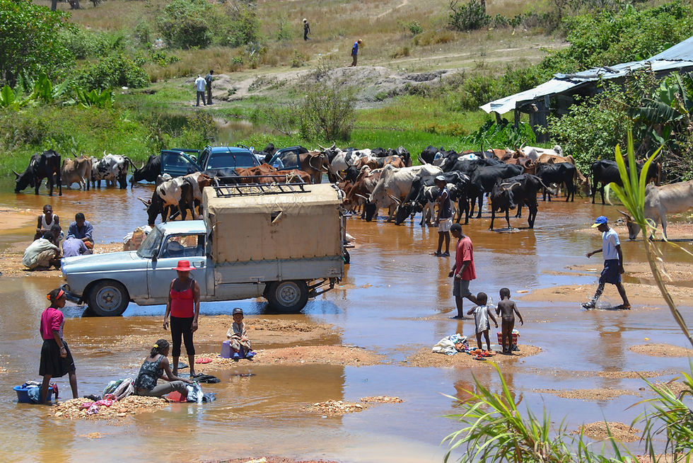 African families washing clothes, herding cattle, and crossing a stream with cars and trucks.