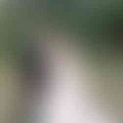 bride and groom under oak trees in new orleans