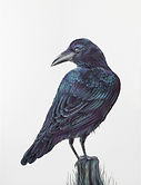 Raven
