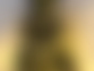 Why I Don’t Buy Cut Christmas Trees  (The quiet, green secrets of the season)