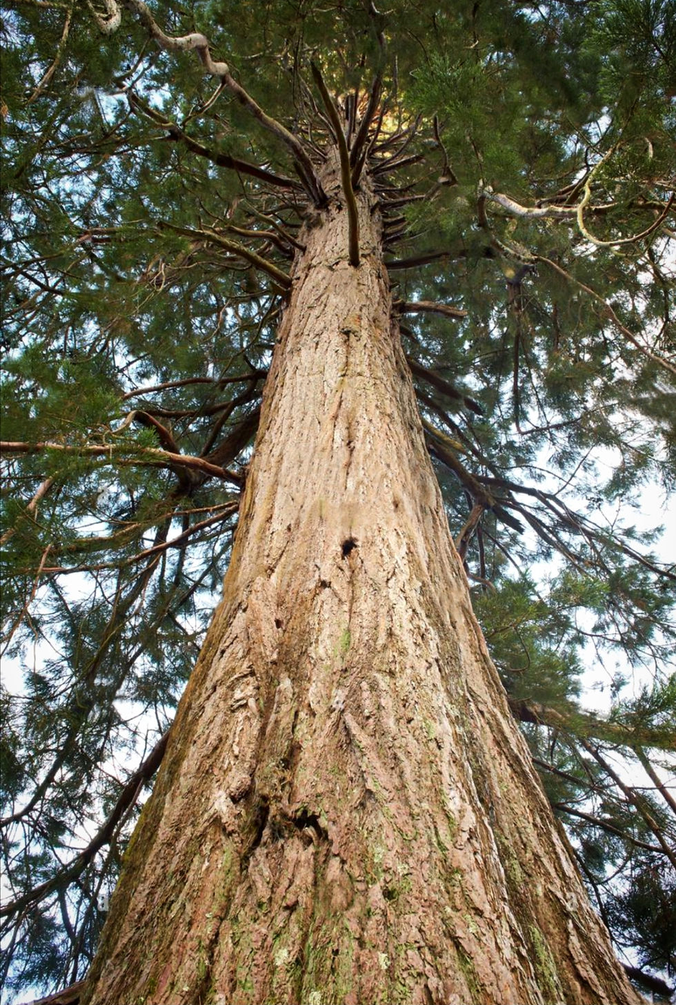 The Story of Pine – Why Pinewood?