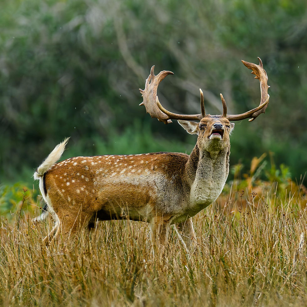 New Forest Venison Experience