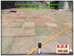 Grama Coreana S.O.S Jardinagem jpg