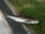 Fish caught at Labrador Jetty by MFFA (Fishing in Singapore)