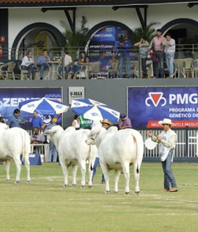 img-346292-pecuaria_de_corte_expozebu_2016-1280x720 (1).jpg