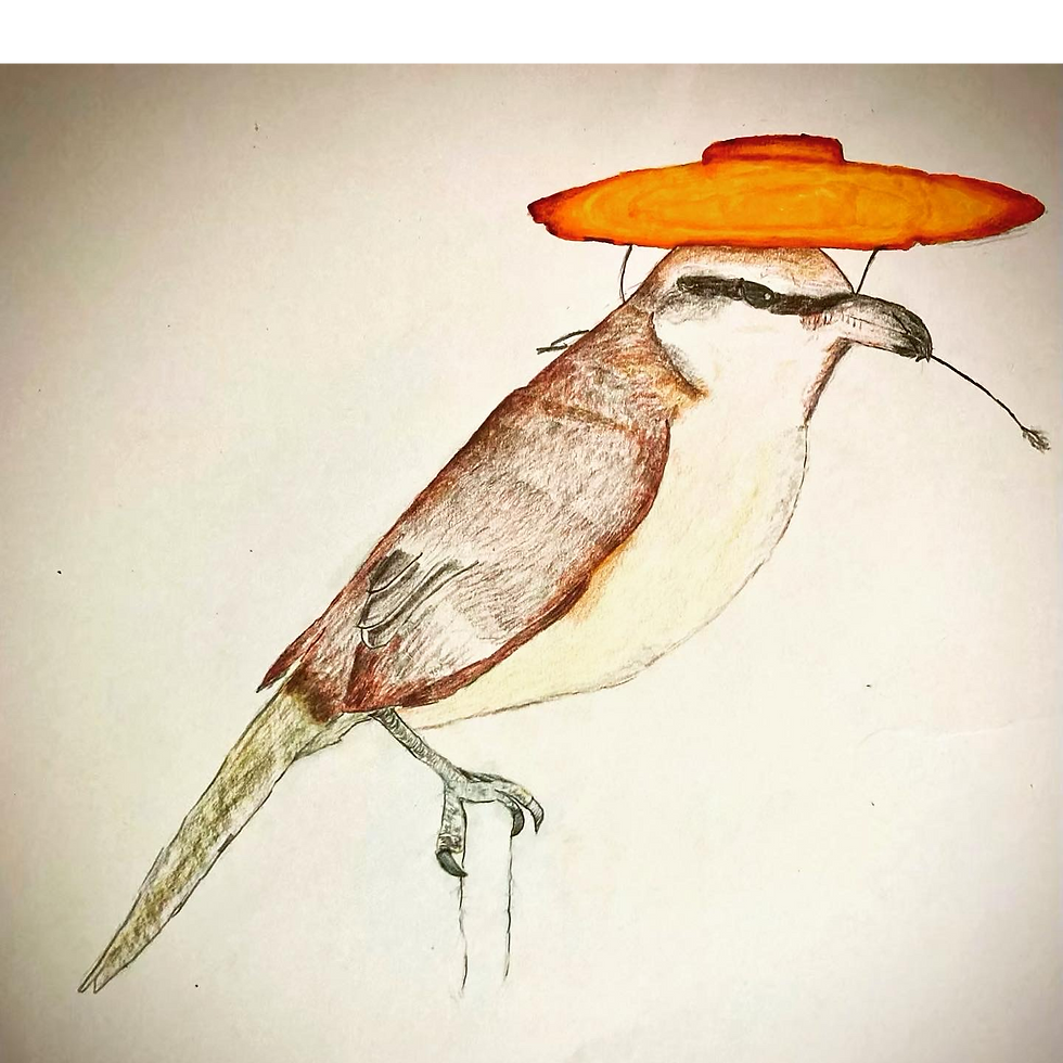 The Bandito Shrike
