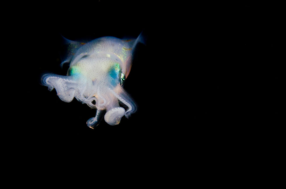 bigfin squid in Lembeh