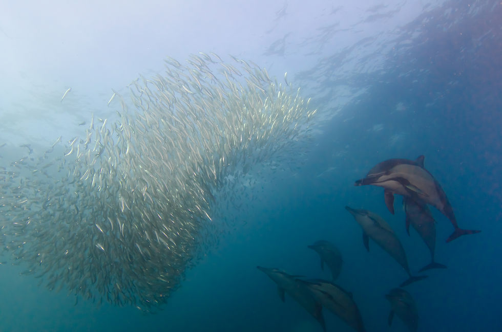 Sardine Run 2011-1