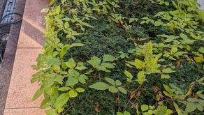 こども病院をヤーンボミング