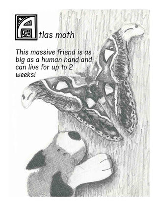A is for Atlas Moth