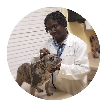 Veterinarian holding a French Bulldog