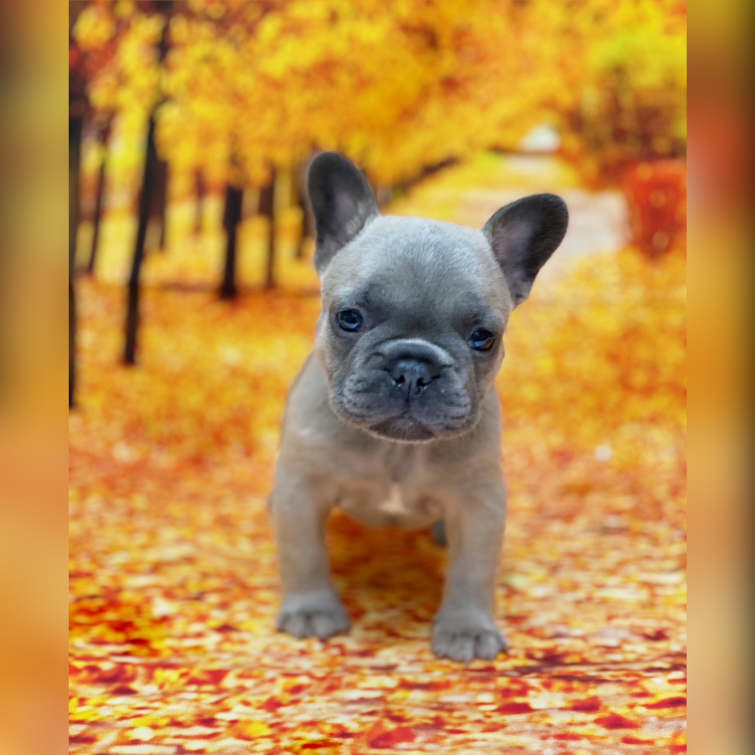Royale French Bulldogs Available Puppies