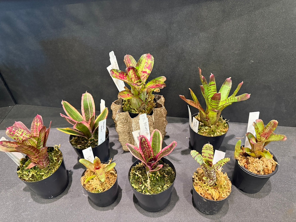 希少なネオレゲリア