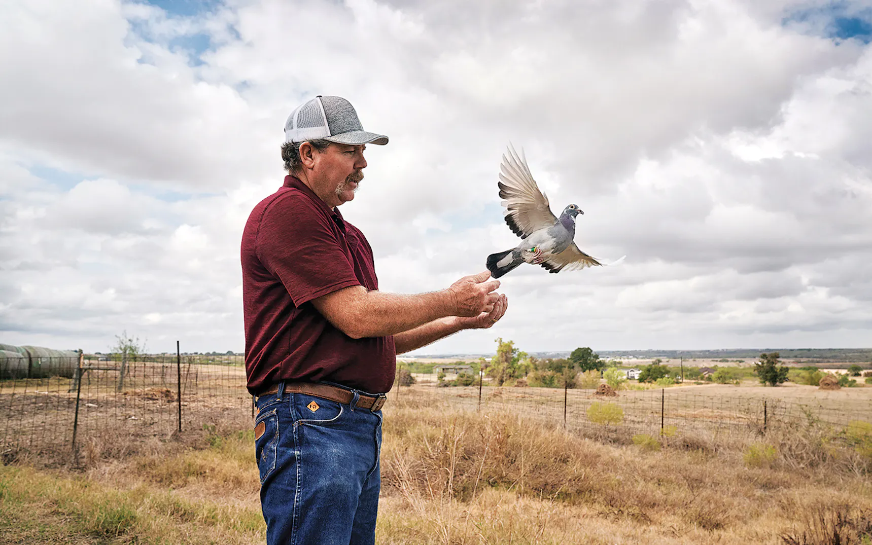 Homing-Pigeon-Racer-Lelton-Morse.webp