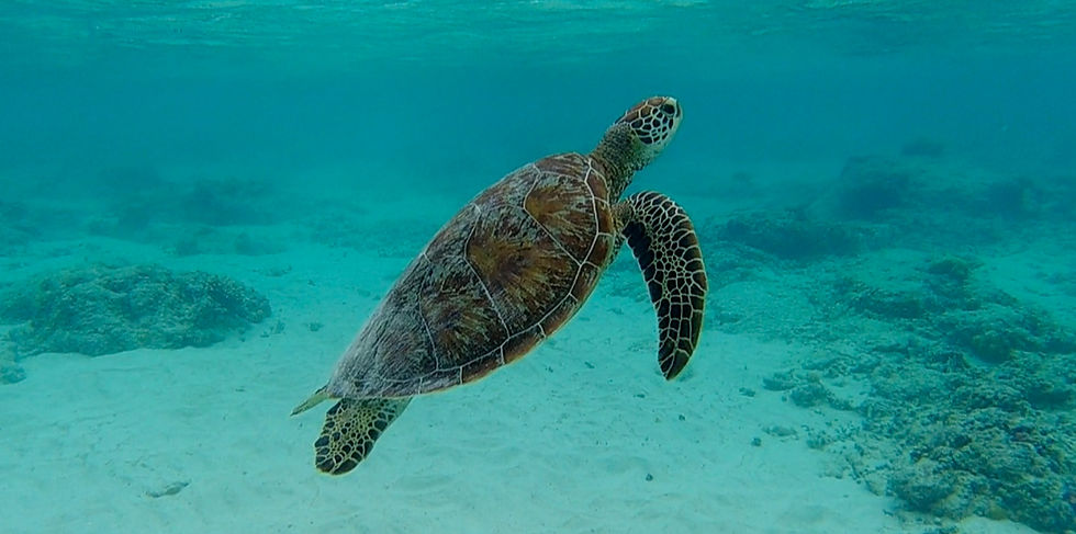 Tartaruga Marinha em Gili T