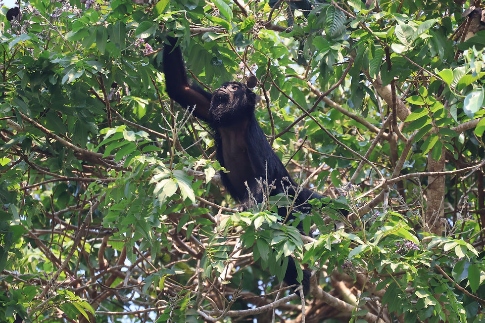 Macaco Bugio Preto da Amazônia na região do Lago Juma