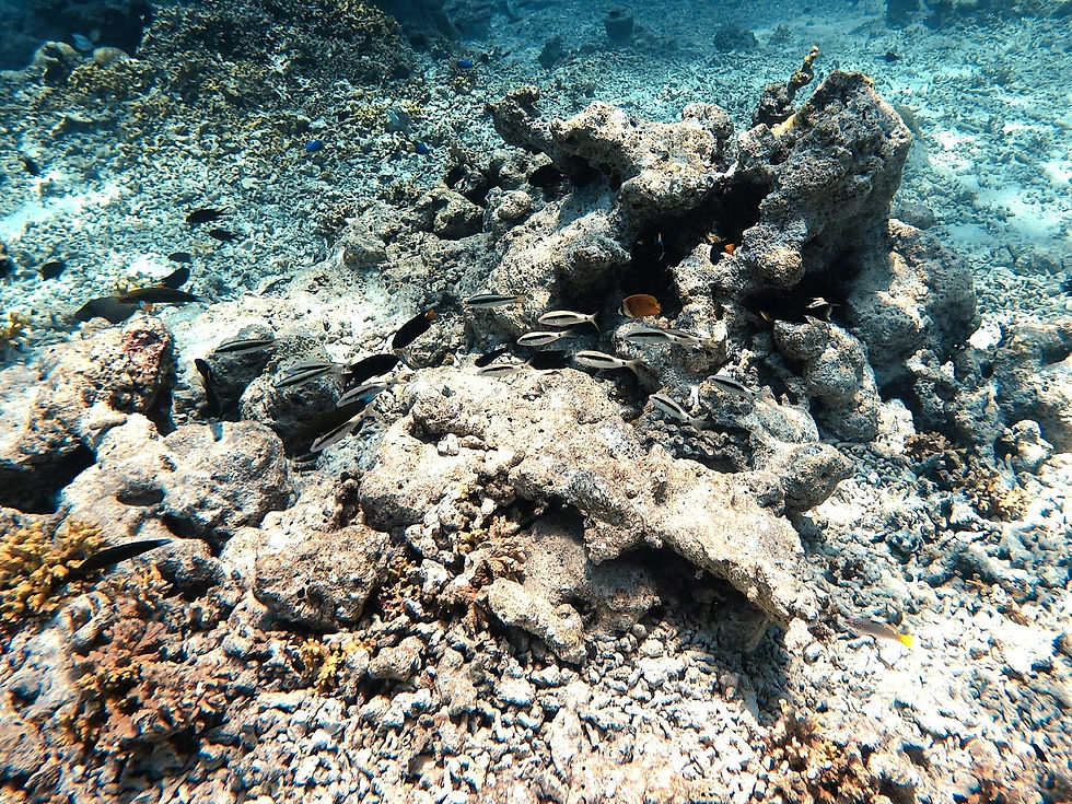 Cardume de Peixes Bode de Traço Preto na região da Ilha de Kunaavashi