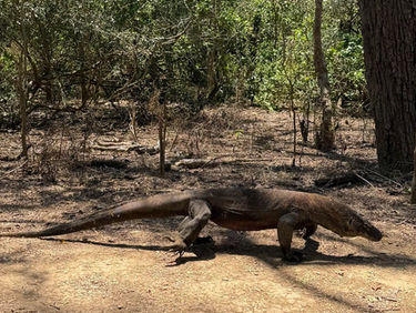 Arquipélago de Komodo, o mais interessante e peculiar dos destinos da Indonésia