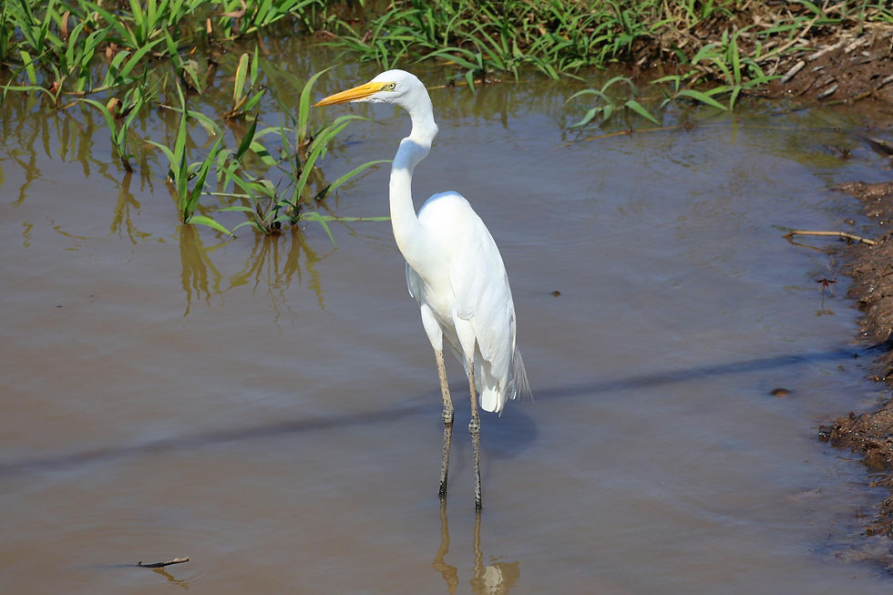 Garça Branca Grande no Parque Ecológico do Janauari