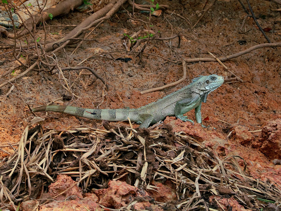 Iguana Verde na Selva Amazônica