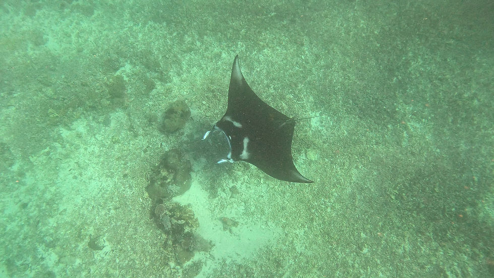 Arraia Manta no Ponto das Mantas
