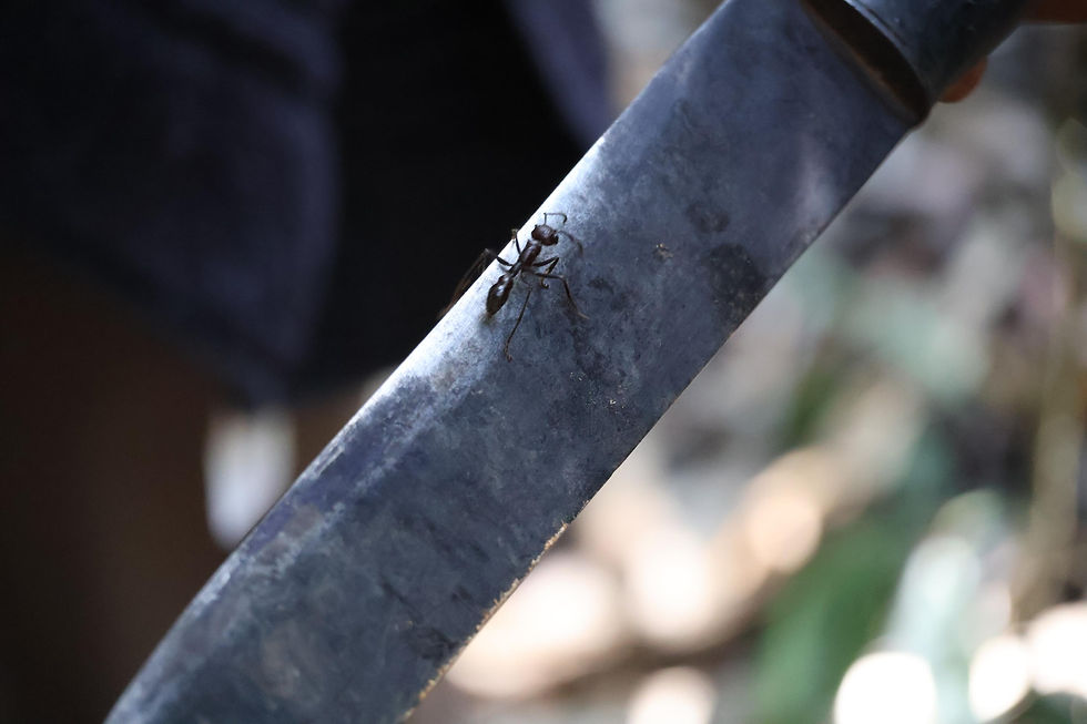 Formiga Cabo Verde encontrada na Selva Amazônica