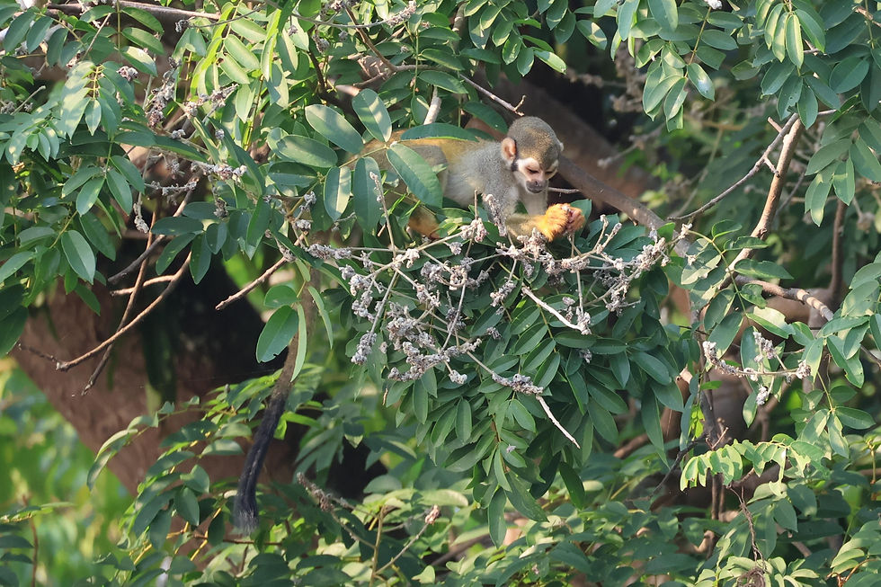 Macaco de Cheiro na região do Lago Juma
