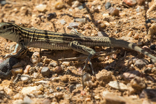 Meet Dootlz – state reptile of New Mexico