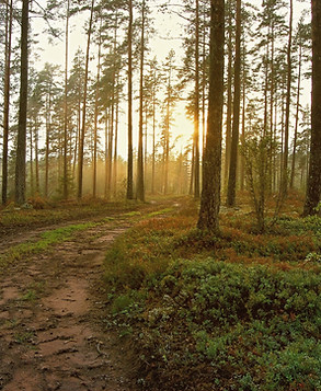 Sunset in the Woods_edited.jpg