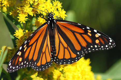 Monarch-butterfly.jpg