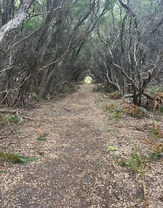 Songline at Culters Beach