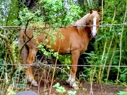 Caballitos en Monte Bérico