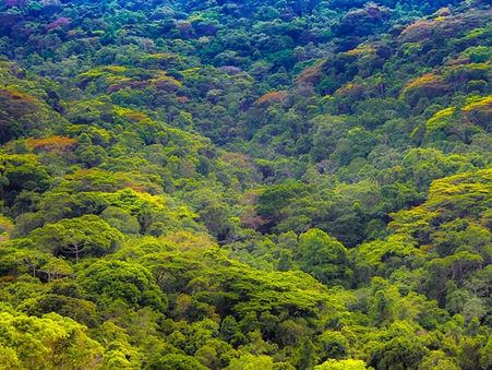 50 melhores frases para o Dia da Mata Atlântica